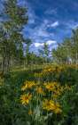 USA, Wyoming. Arrowleaf balsamroot wildflower and aspen trees, Bridger-Teton National Forest. Art Print